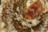 Beautiful Petrified Wood (Araucaria) Slab - Madagascar #361472-1